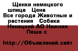 Щенки немецкого шпица › Цена ­ 20 000 - Все города Животные и растения » Собаки   . Ненецкий АО,Нижняя Пеша с.